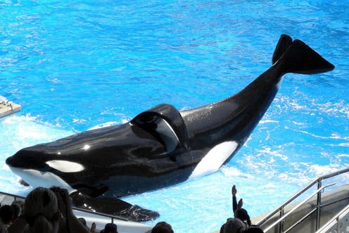 <span class="caption">Tilikum, the orca who killed three trainers, was captured at the age of two and performed for most of his life.</span> <span class="attribution"><a class="link " href="https://en.wikipedia.org/wiki/Tilikum_(killer_whale)#/media/File:Tilikum_(orca)_(Shamu).jpg" rel="nofollow noopener" target="_blank" data-ylk="slk:Milan Boers/Wikipedia;elm:context_link;itc:0;sec:content-canvas">Milan Boers/Wikipedia</a>, <a class="link " href="http://creativecommons.org/licenses/by-sa/4.0/" rel="nofollow noopener" target="_blank" data-ylk="slk:CC BY-SA;elm:context_link;itc:0;sec:content-canvas">CC BY-SA</a></span>