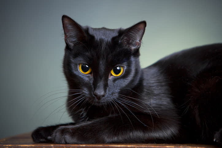 A close-up of a black cat with bright yellow eyes, looking directly at the camera while resting on a surface