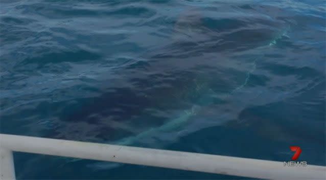 The shark terrified fishermen off the coast of West Beach as it banged their boat and rocked them back and forth. Photo: Screenshot/7 News