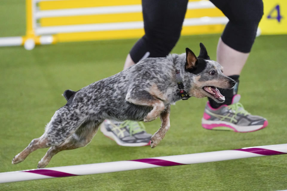Plop, an all American dog, competes during the finals of the agility competition at the Westminster Kennel Club dog show in Tarrytown, N.Y., Friday, June 11, 2021. (AP Photo/Mary Altaffer)