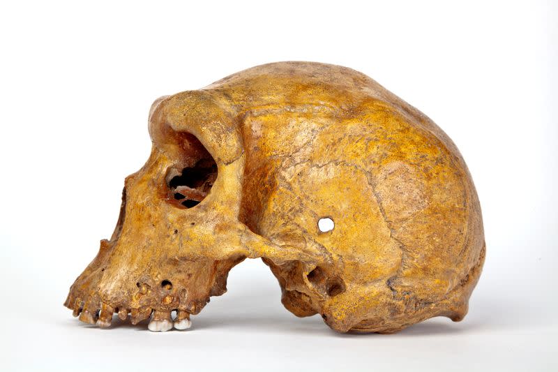 Broken Hill skull, Homo heidelbergensis, discovered in Africa in 1921.