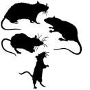 <p><strong>RachelleDawnDesigns</strong></p><p>etsy.com</p><p><strong>$12.00</strong></p><p>Rats aren't a typical go-to for Halloween decorations, but they do give people a fright. Stick a few on your windows and walls if you really want to get in the spooky spirit.</p>