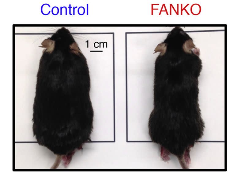 Comparación del ratón normal (izda) con el ratón modificado genéticamente (dcha) con la misma dieta rica en grasas | imagen Universidad de Copenhague