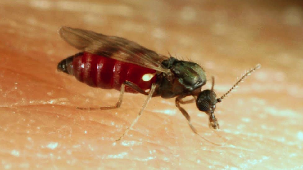 A culicoides midge