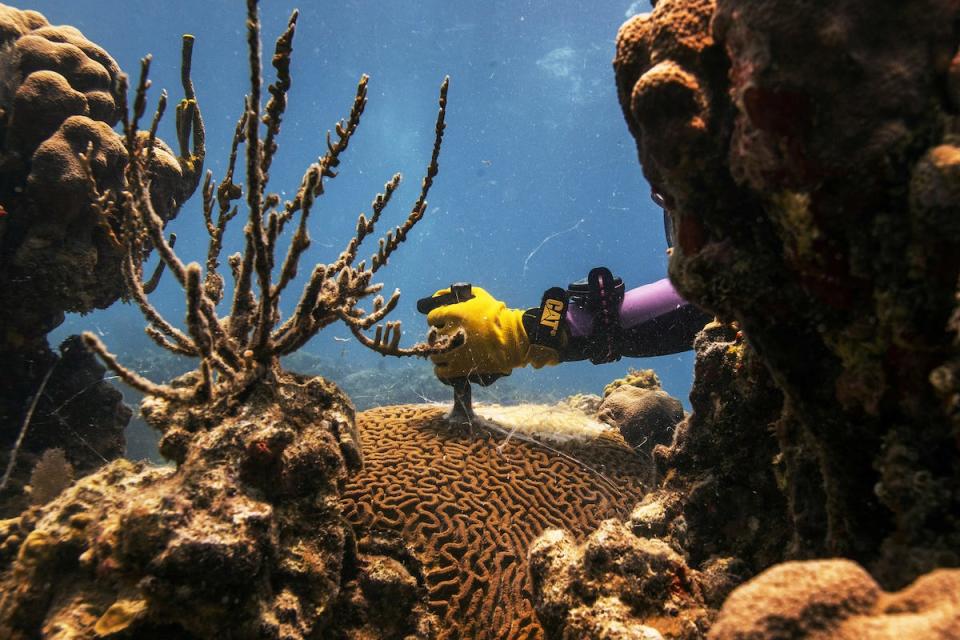 reuters poy 2019 coral.JPG
