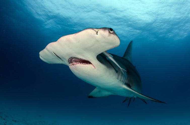 <span class="caption">Great hammerheads may be coming to the UK.</span> <span class="attribution"><a class="link " href="https://www.shutterstock.com/image-photo/great-hammerhead-shark-384104407?src=yS4X-gb_S7ZWuuoZRr_C9g-1-12" rel="nofollow noopener" target="_blank" data-ylk="slk:Shutterstock;elm:context_link;itc:0;sec:content-canvas">Shutterstock</a></span>