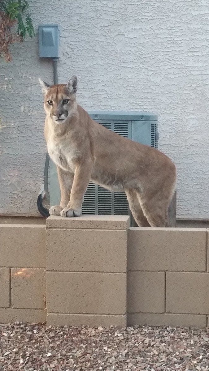 A fully grown mountain lion was spotted in a Tucson-area community in 2018.