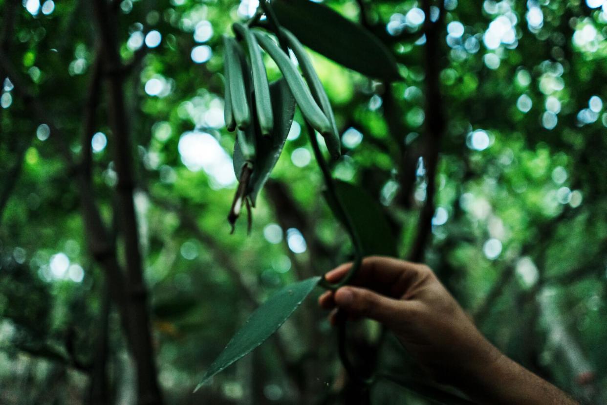 A hand holding a green vanilla pod, under a cluster of pods
