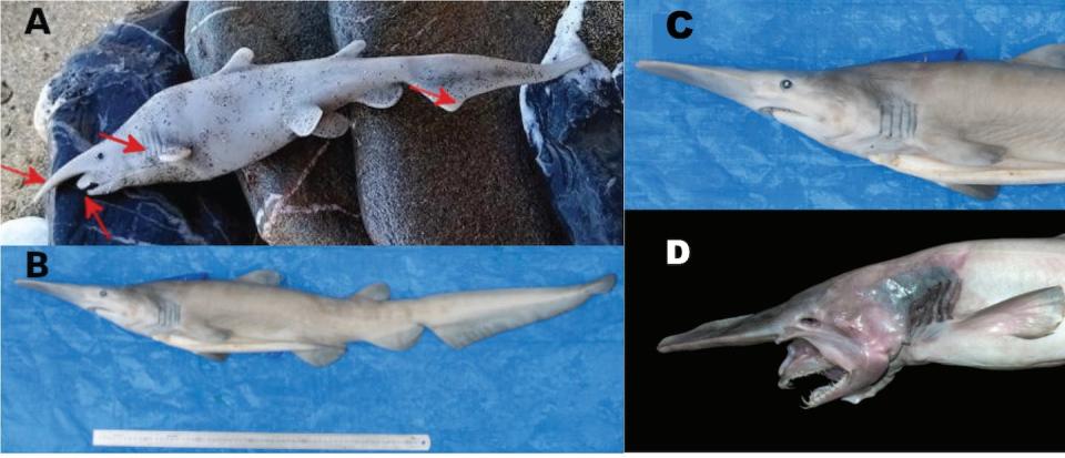 A: el supuesto tiburón duende en la fotografía original de Giannis Papadakis. Las flechas rojas indican las diferencias morfológicas con un espécimen auténtico de tiburón duende B, C. D: ejemplar que muestra la típica protrusión mandibular que el animal proyecta solamente en el momento de atacar a sus presas. Composición a partir de imágenes publicadas en Mediterranean Maritime Science, 24/: 101-103 (2023)., Author provided