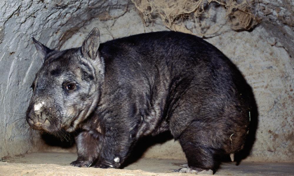 The northern hairy-nosed wombat was in strife until 1971 until Queensland’s Epping Forest national park was created to save the last 30. Now there are more than 140. 