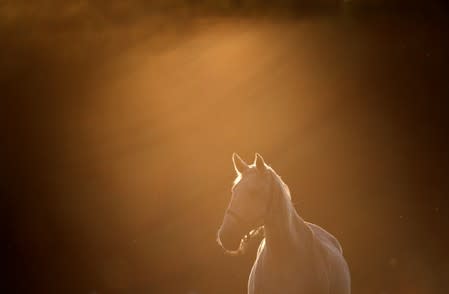 A horse from The National Stud Kladruby nad Labem stands at a farm in the town of Kladruby nad Labem