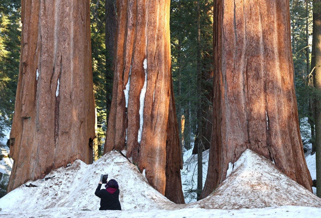 A person takes a photo of giant sequoia trees in Grant Grove on February 19, 2023 in Kings Canyon National Park.