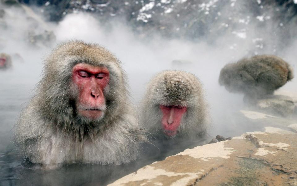 Japanese zoo culls 57 snow monkeys with 'invasive alien' genes by lethal injection
