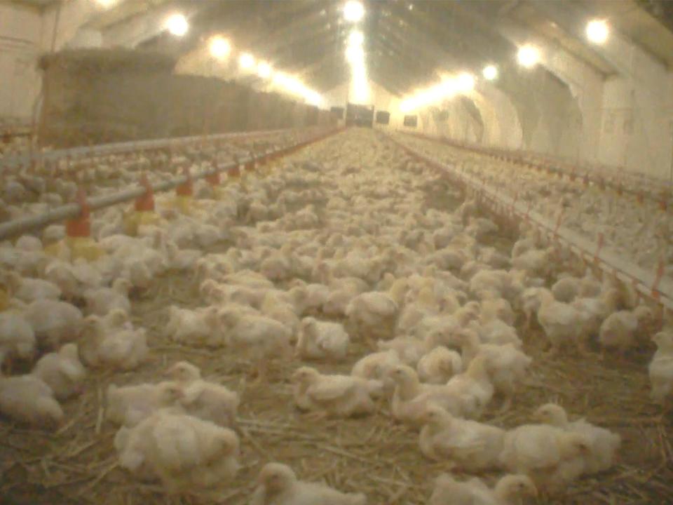 Undercover footage shows chicks being bashed to death at Polish poultry farm