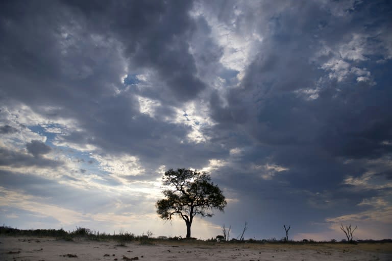 Cecil was born in Hwange National Park in northwestern Zimbabwe about 13 years ago