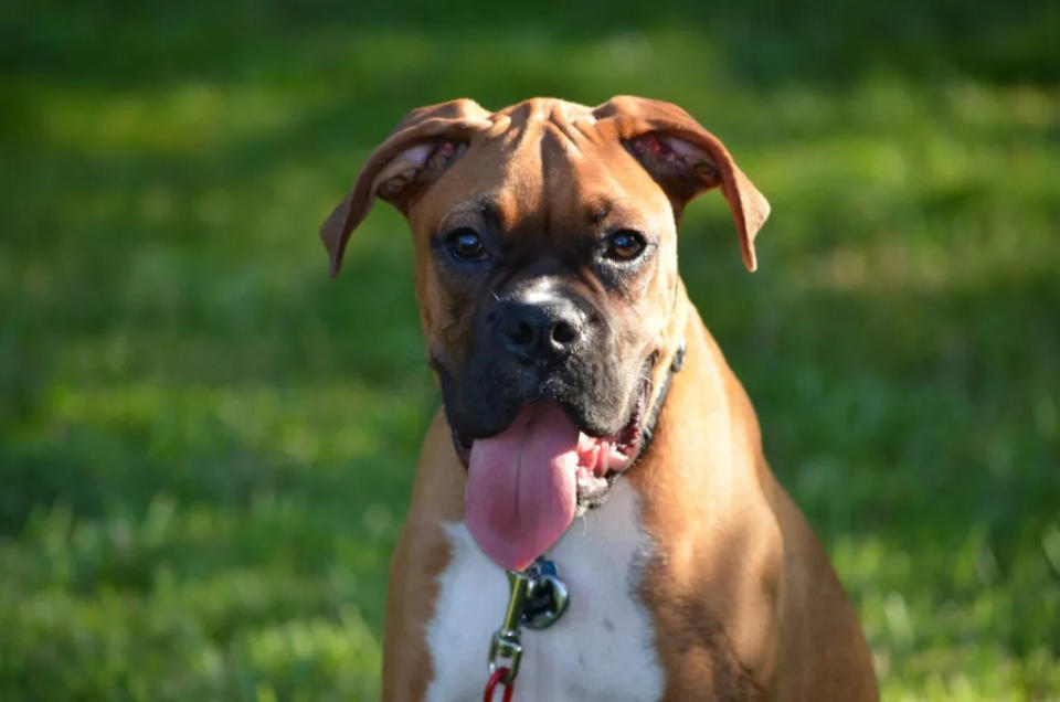 Boxer Named Rocky Sets Guinness World Record for Longest Dog Tongue