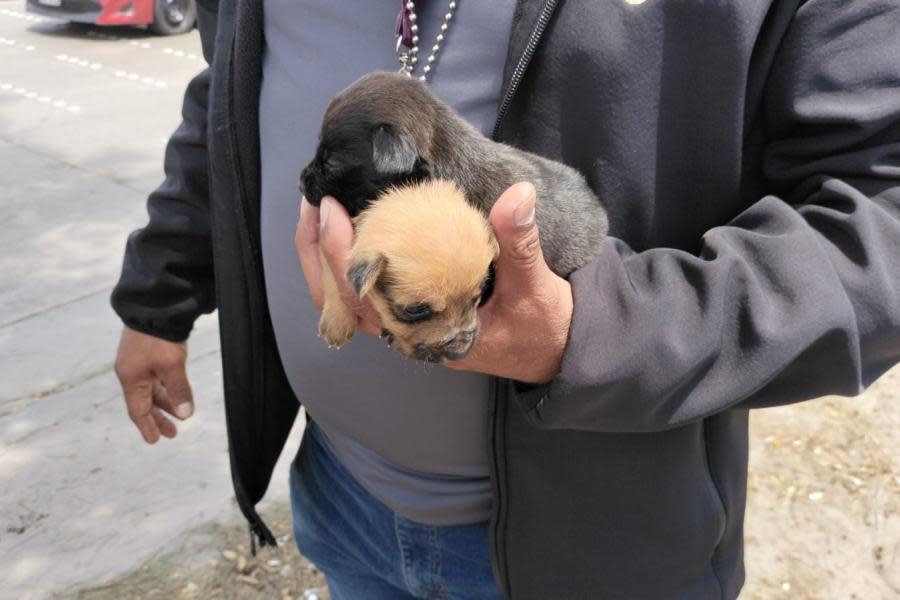 Tijuana refuerza medidas contra la venta Ilegal de mascotas
