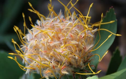 One of the many unusual flowers that blooms in Perth's Kings Park - Credit: Getty Images