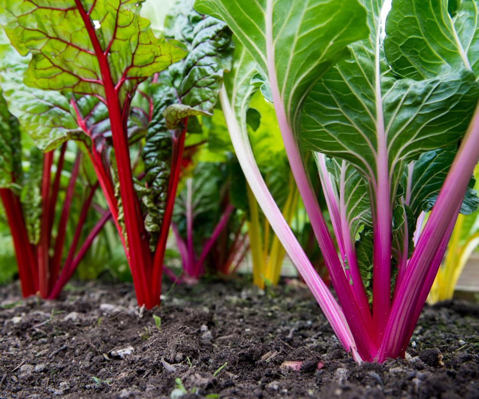 Chard growing in various colours in the vegetable garden