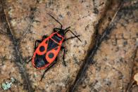 Eine Feuerwanzen-Invasion auf der Terrasse kann auf den ersten Blick etwas unheimlich wirken. Bedrohlich sind die knallrot gezeichneten Insekten aber nicht. Wenn sie zuhauf einen Platz im Garten stürmen, lässt sich das zumeist einfach erklären: Vermutlich wachsen in der nahen Umgebung ein Hibiskus oder gar eine bei den Feuerwanzen äußerst beliebte Linde. (Bild: iStock/pavel_klimenko)