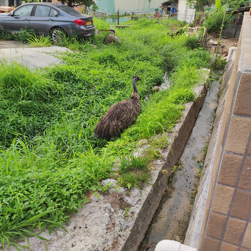 鴕鳥於流浮山四處跑動。