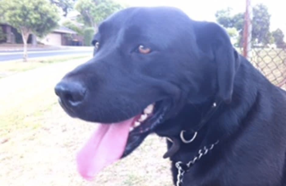 Wilbur's owner found him with 19 stab wounds when he arrived home on Wednesday evening. Photo: Victoria Police