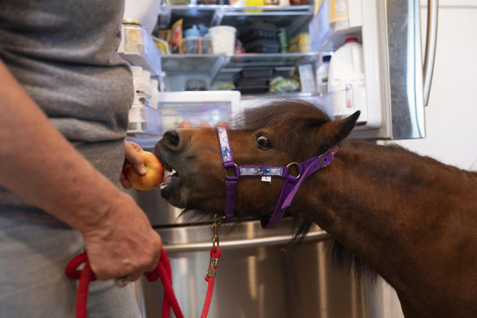 Lisa Moad, owner of Seven Oaks Farm, feeds one of her miniature horses an apple in her kitchen on Tuesday, Aug. 6, 2024, in Hamilton, Ohio. (AP Photo/Emilee Chinn)