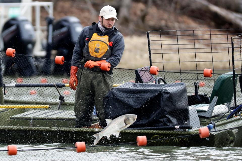A worker from a natural resources agency uses a net to drive invasive carp to a fish pump that removes them from Kentucky Lake near Golden Pond, Kentucky, on Feb. 17, 2020. The harvesting method mainly targets bighead and silver carp, two of four invasive carp species in the U.S.