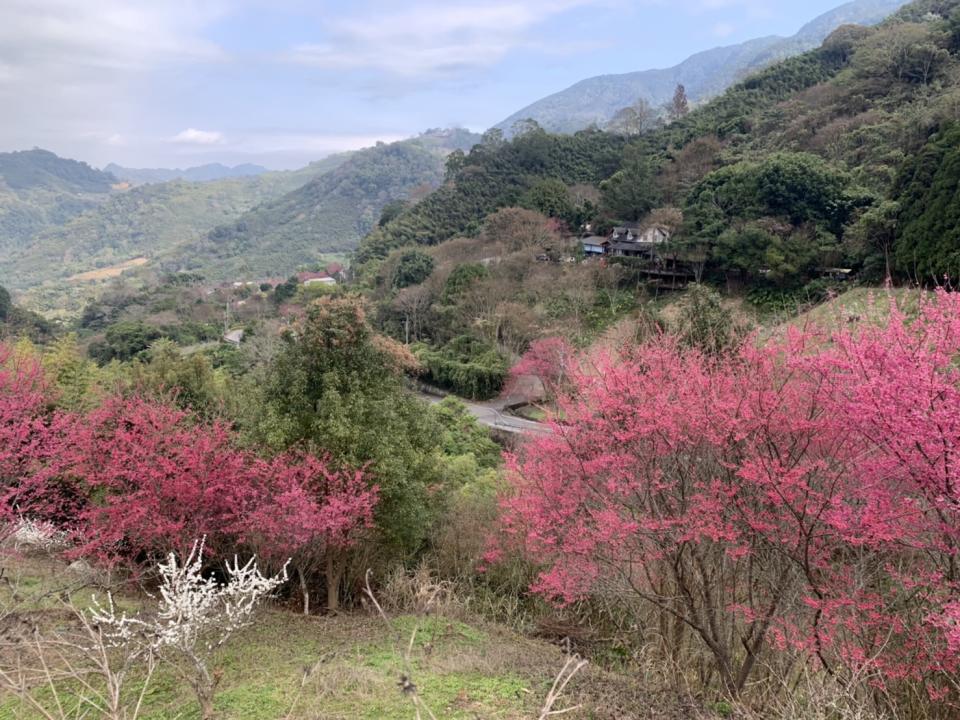 竹苗山櫻花已綻放，預估一週後盛開民眾賞花要把握時間。（圖：彭清仁攝）