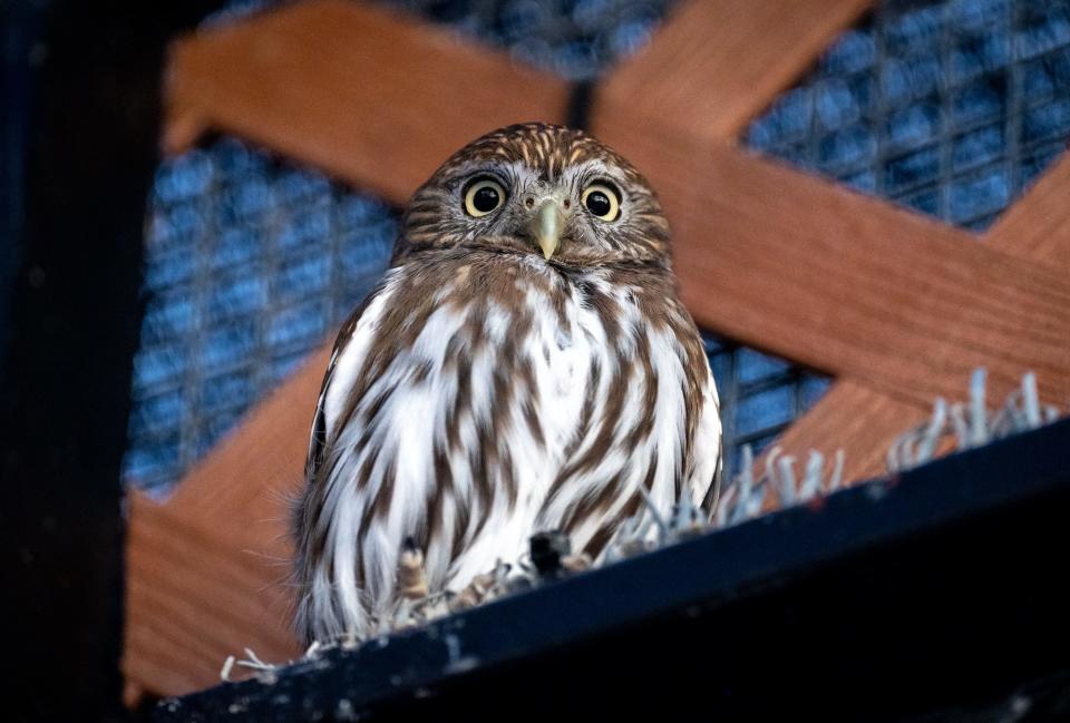 A pygmy-owl, February 18, 2022, in its enclosure in the Multi-Species Conservation Support Center at the Phoenix Zoo, 455 N. Galvin Parkway, Phoenix, Arizona.