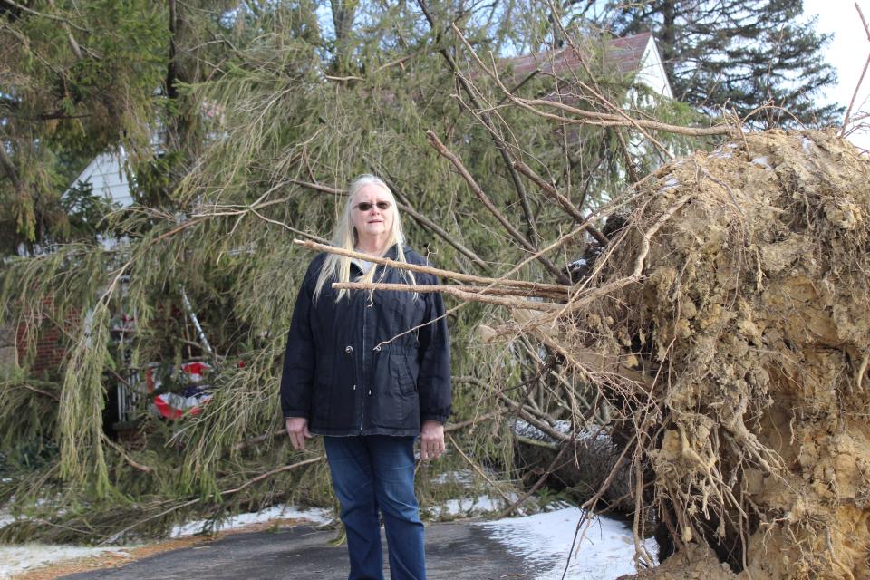 Nancy Babcock stands next to the 80-foot tall pine tree that was uprooted during last week's winter storm. The tree fell onto her home on Vivian Road.