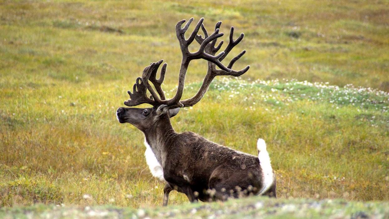 Caribou are one of the many magnificent creatures at Gates of the Arctic National Park and Preserve.