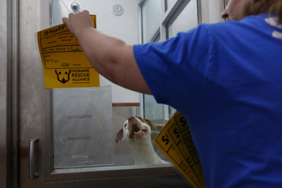 Ryder, a three-year old mixed breed dog looks out from an enclosure at Humane Rescue Alliance in Washington, Tuesday, Sept. 11, 2018. Ryder is on of as 26 cats and dogs that arrived in Washington from Norfolk Animal Care and Control of Norfolk, Va., in advance of Hurricane Florence. People aren't the only ones evacuating to get out of the path of Hurricane Florence. The dogs and cats will all be available for adoption. (AP Photo/Carolyn Kaster)