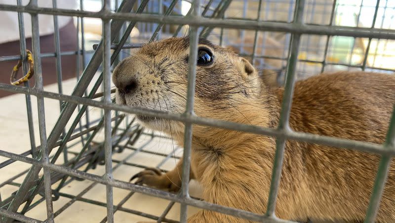 The Utah prairie dog can only be found in the southwestern corner of Utah.