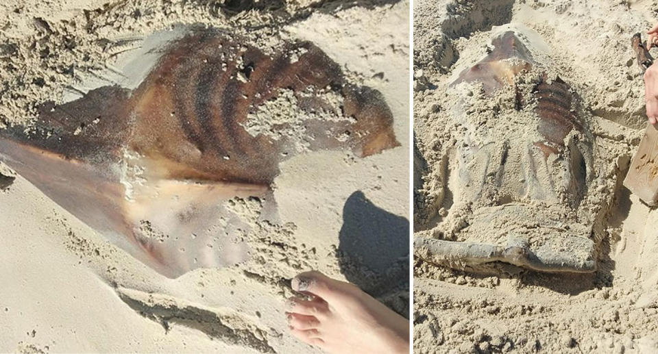 The creature pictured after it was spotted washed up on beach in Fremantle, near Perth.