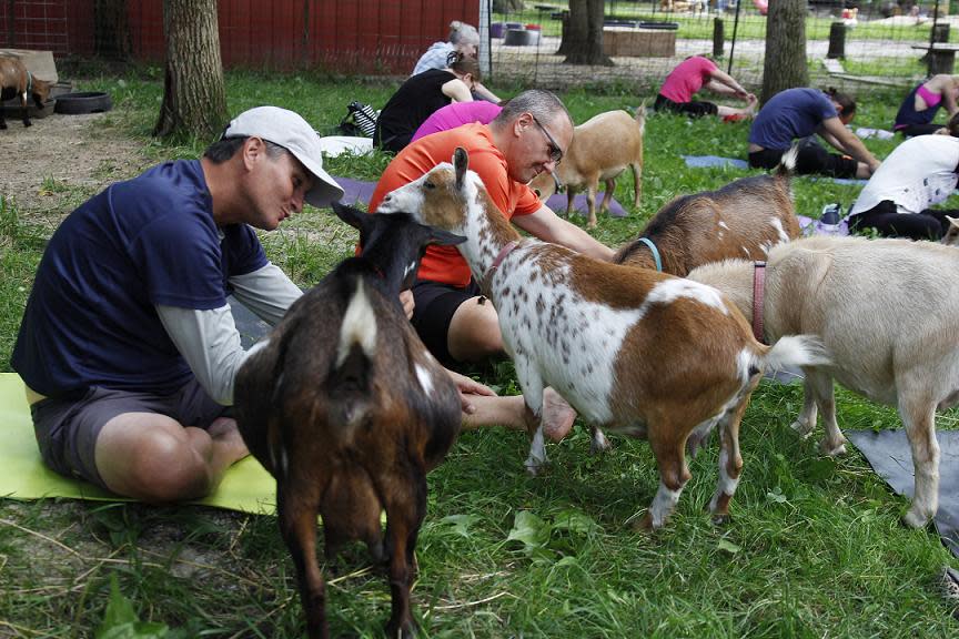 Goat yoga is a real thing and it’s coming to Dunkin’ Donuts Park in Hartford. (AP)