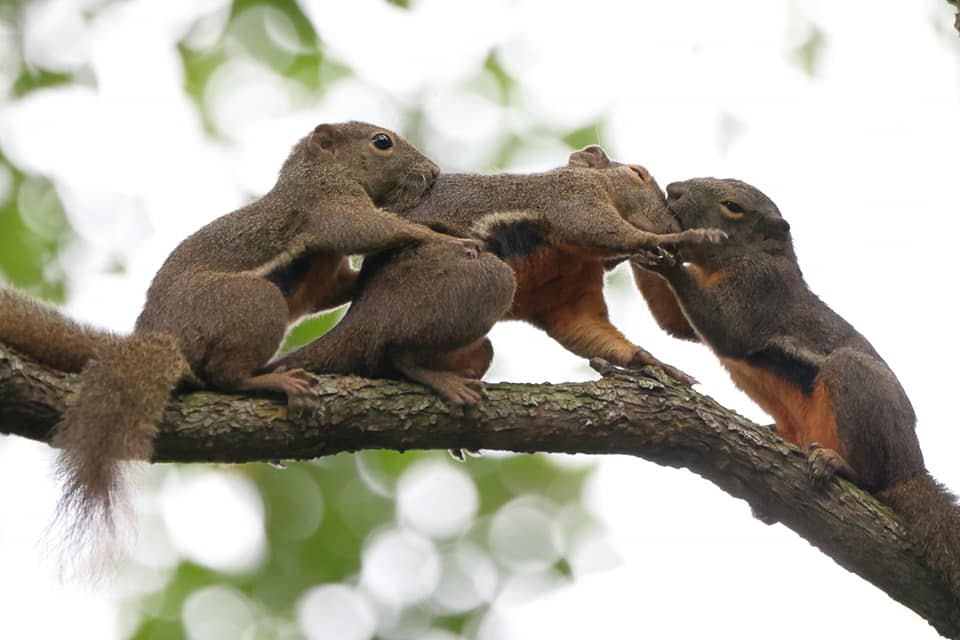 Plantain squirrels in Ang Mo Kio Town Garden West, Singapore. (Photo: Clare Chan/Facebook)