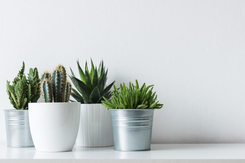 The 10 Best Artificial Plants to Add Some Green to Your Home