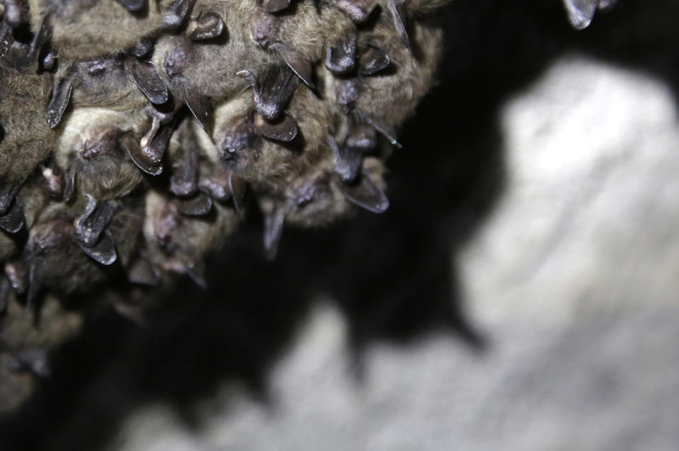 Bats roost in a cave in Dorset, Vt., on May 2, 2023. Scientists studying bat species hit hard by the fungus that causes white nose syndrome, which has killed millions of bats across North America, say there is a glimmer of good news for the disease. Experts say more bats that hibernate at a cave in Vermont, the largest bat cave in New England, are tolerating the disease and passing protective traits on to their young. (AP Photo/Hasan Jamali)