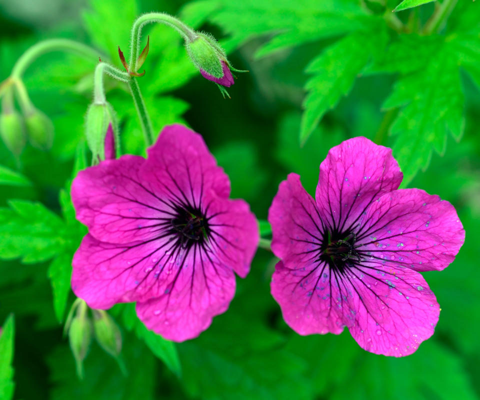 front yard plant Geranium psilostemon cranesbill flowering in summer