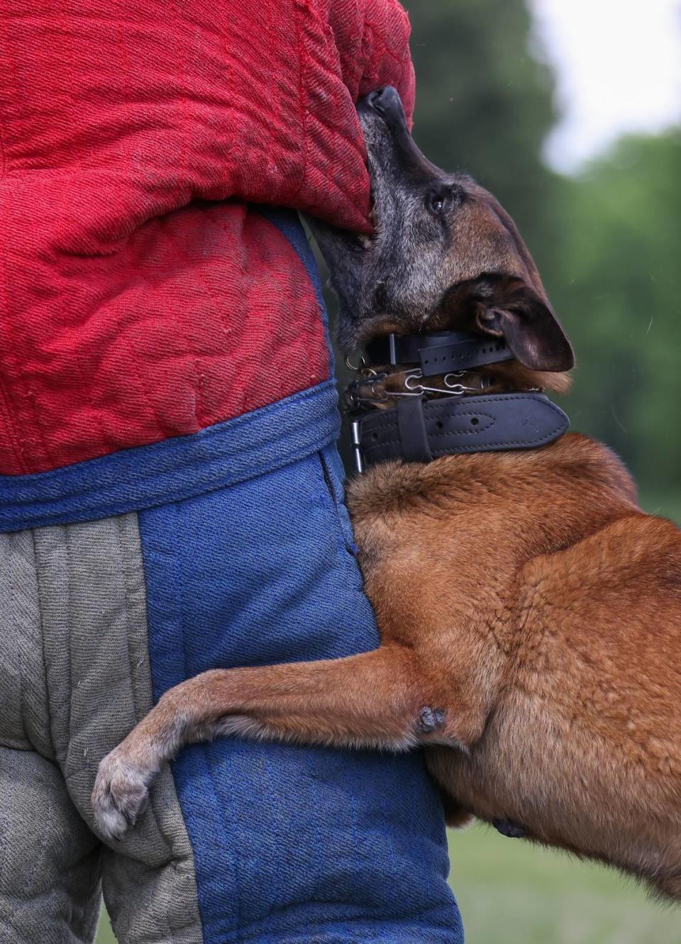 Deputy Zaid Abdullah of the Richland County Sheriff’s Department gets bitten by Bali during a K-9 training demonstration at the South Carolina Criminal Justice Academy in Columbia on Wednesday, May 22, 2024.