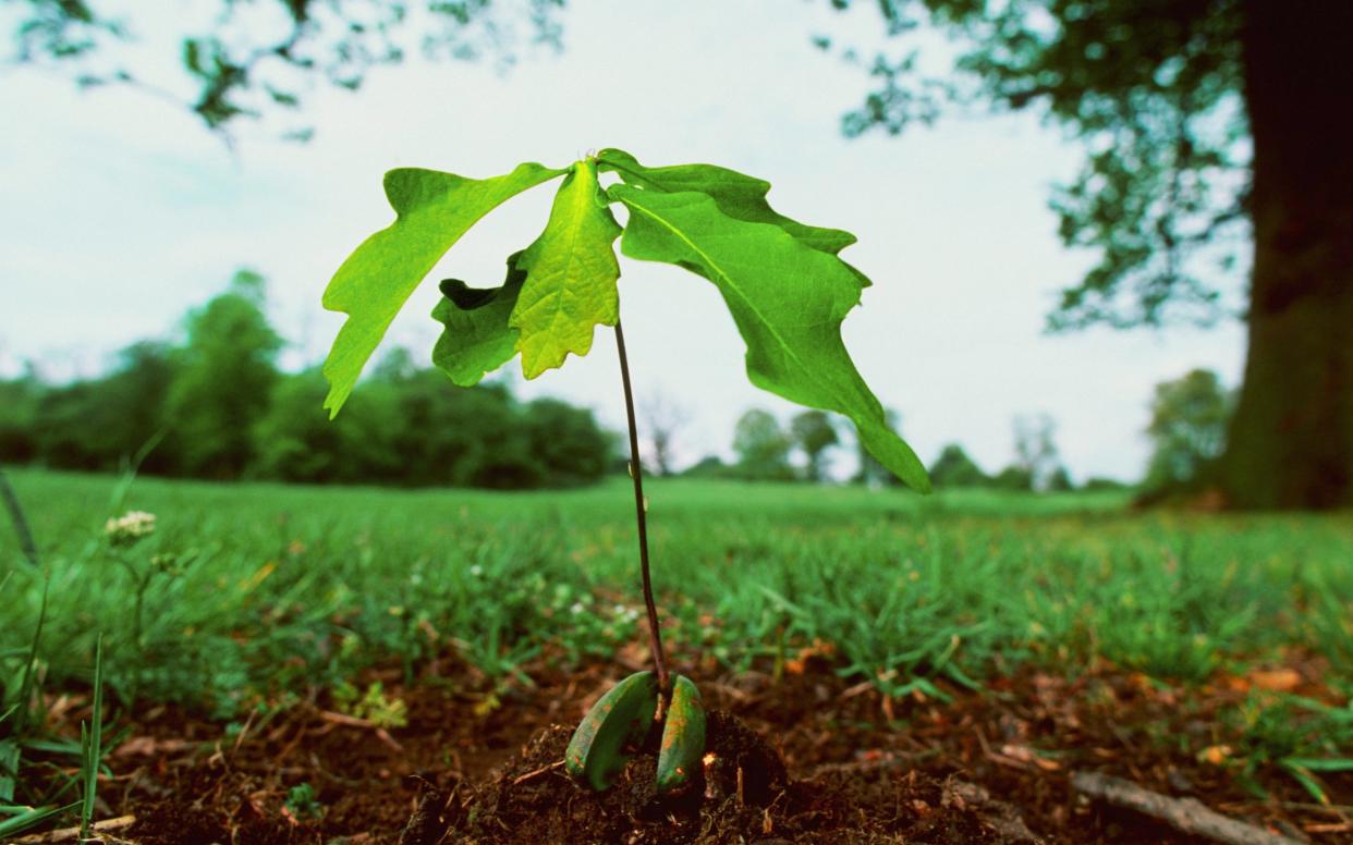 English oak tree seedling shooting from acorn - Getty Images Fee