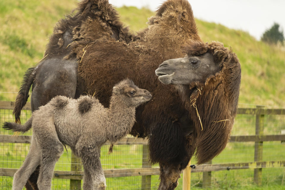 The baby camel began walking within hours of being born (Whipsnade Zoo/PA)