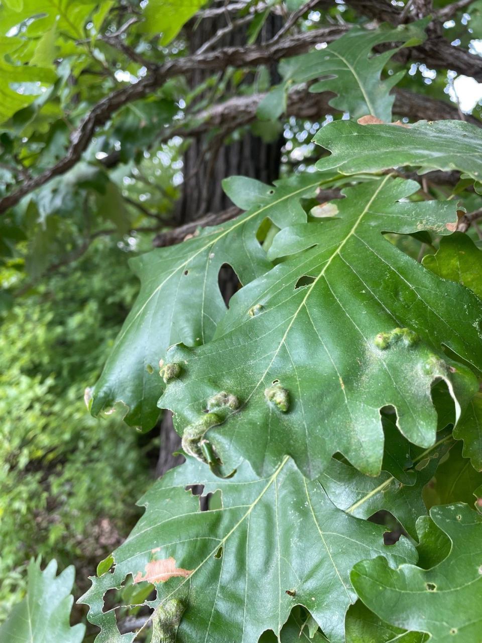 橡樹葉子上有昆蟲寄生時，會形成像腫瘤突起的蟲癭(gall)，裡面可能躲著以蟲卵為食的橡樹葉蟎(Oak Leaf Mites)，當葉蟎掉落在人身上時會叮咬皮膚，造成紅腫發癢。(記者陳曼玲／攝影)