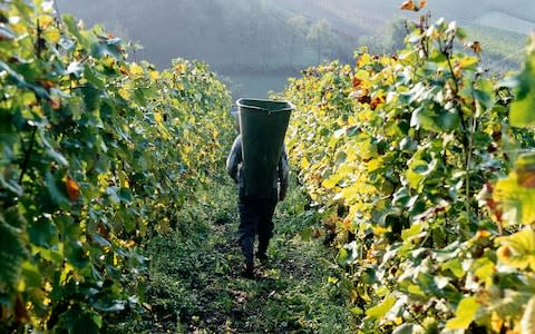 Harvesting wine grapes in the Moselle Valley - Credit: Getty