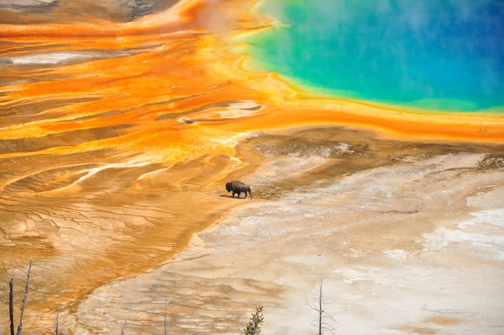 A lone bison at Yellowstone's Grand Prismatic