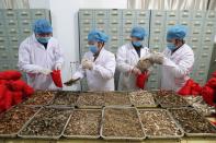 Medical workers of a traditional Chinese medicine (TCM) hospital prepare TCM sachets as the country is hit by an outbreak of the novel coronavirus, in Fuzhou