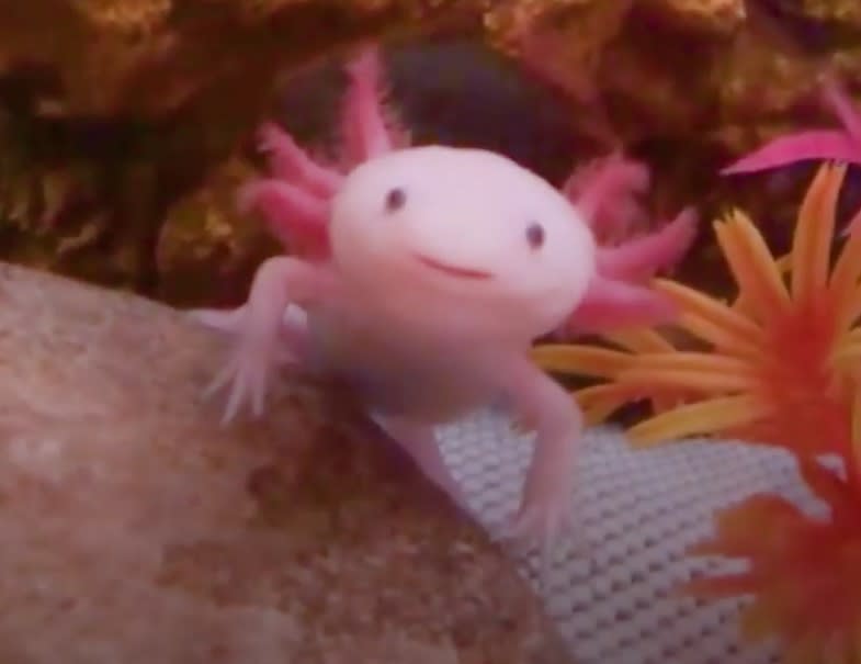 This smiling, bright pink sea creature looks like a real-life Disney character