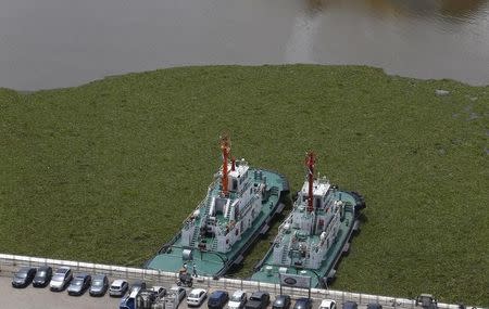 Ships are seen moored in the waters of the Rio de la Plata, amidst aquatic plants known in Spanish as "camalotes", which were brought into the Buenos Aires port by recent floods in northern Argentina, January 19, 2016. REUTERS/Enrique Marcarian