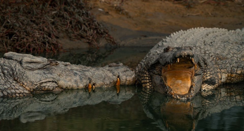 Two crocodiles in the water.